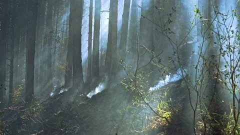 The fire in the woods is almost out. Stock Footage 137278498