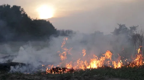 Fire in woods, burning dry grass, flame, thick smoke, dramatic landscape Stock Footage 63419967
