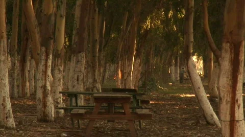 Fire in woods Stock Footage 562978