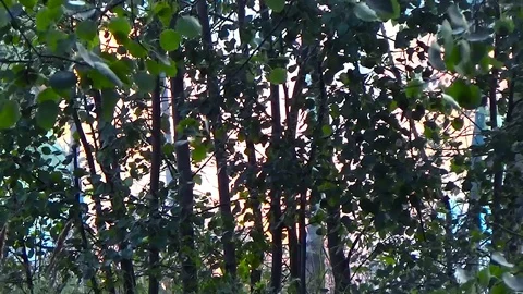 A fire in the woods Stock Footage 78703230