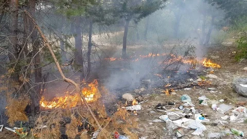 Fire in the woods Stock Footage 91553745