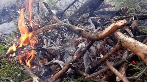 Fire in the woods Stock Footage 160053562