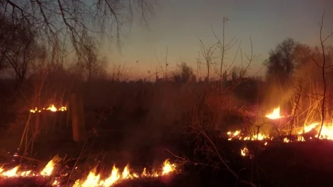 Fire in the woods at night. Time lapse. Video stock 74067509