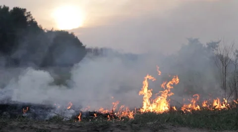 Fire in woods, wildfire, burning dry grass, thick smoke, against sunset Stock Footage 63419979