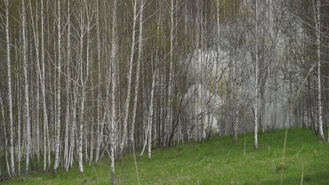 A fire in the woods in the woods. Grenade explosion in the forest Stock Footage 106859686