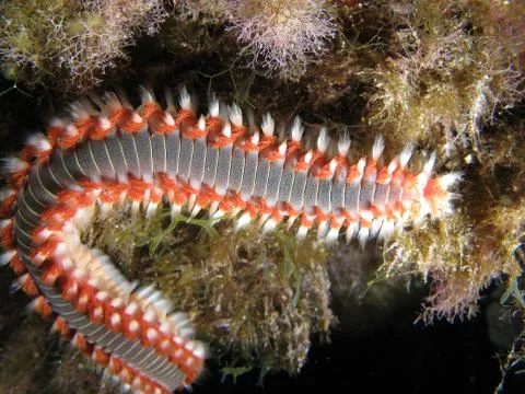 Fire Worm Stock Photos
