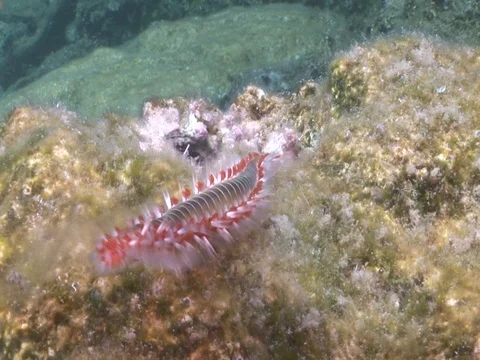 Fire worm spawning and mating underwater spreading eggs Stock Footage 101411780