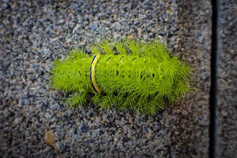 Fire worms Stock Photos