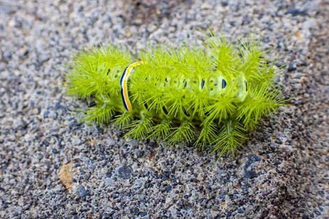 Fire worms 库存照片