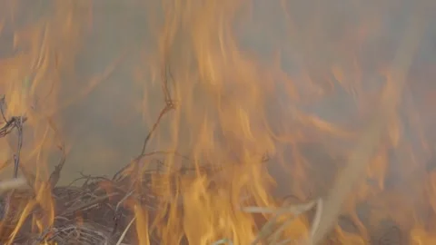 Fire02 스톡 동영상 333330439