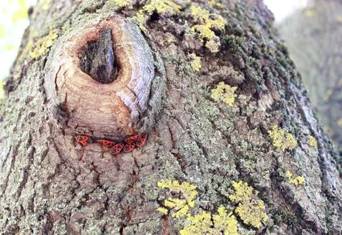 Firebig on the tree Stock Photos