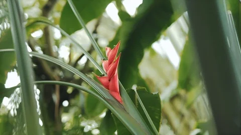 Firebird Flower Stock Footage 93020496