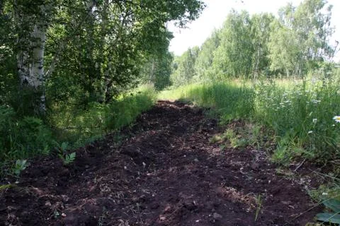 Firebreak in the summer birch forest Stock-Fotos