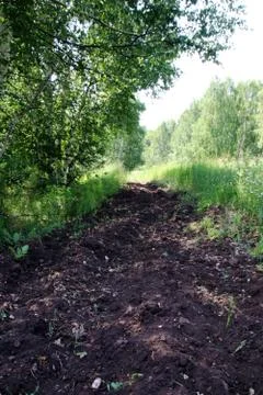 Firebreak in the summer birch forest Stock Photos