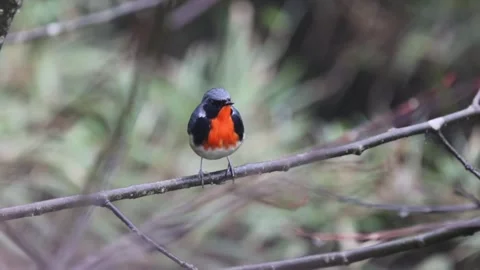 Firebreasted flowerpecker perched on a branch in the forest Stockbeeldmateriaal 335049530