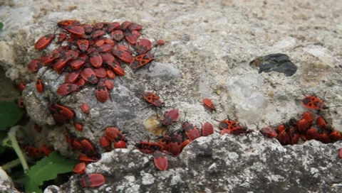 Firebug (1/2) Vídeos de archivo 7905088