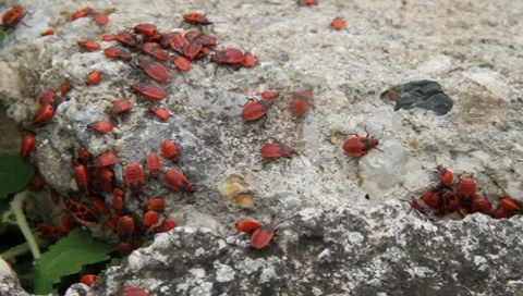 Firebug (2/2) Vídeos de archivo 7905104