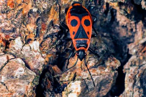 Firebug against rock macro Stock Photos