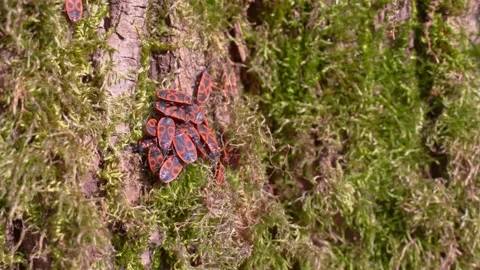 Firebug beetles army swarms in green moss bark at foot of tree trunk in forest Stock Footage 132014809