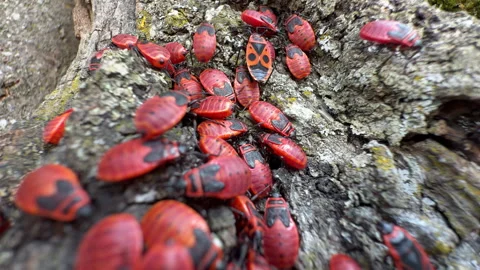 Firebug Colony Aggregating on Lichen-Covered Tree Bark, Macro Stock Footage 341812351