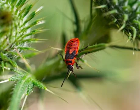 Firebug on a common thistle Stock Photos