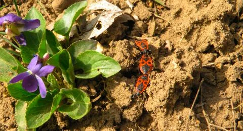 A firebug couple on a dry brown ground with flower. Pyrrhocoris apterus . Sol Stock Photos