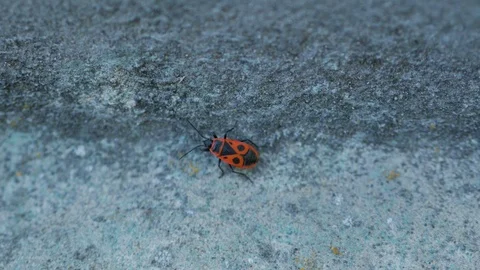 Firebug crawl on a concrete surface. Red Soldier Striped Beetle Stock Footage 90355806