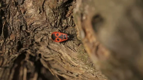 Firebug is Crawling on a Tree Stock Footage 50707770