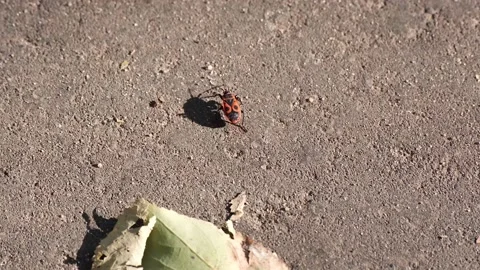 Firebug crawls along the road Stock Footage 162884848