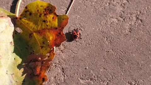 Firebug crawls along the road in sunny weather. Close-up Video stock 162884916