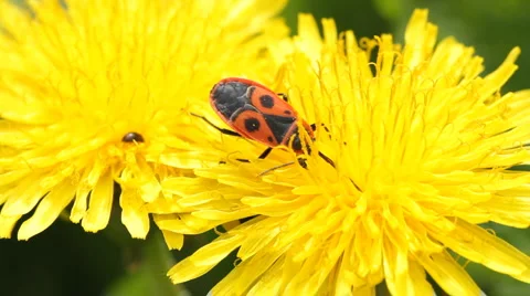 Firebug on dandelion Stock-Footage 6543621