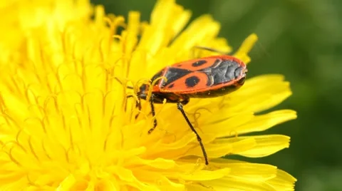Firebug on dandelion Vidéo 7733239