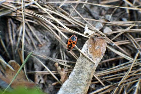 A firebug in the dry grass closeup Foto stock