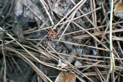 A firebug in the dry grass closeup Stock Photos