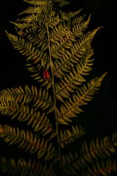 Firebug on fern on a dark background Stock Photos