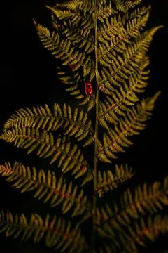 Firebug on fern on a dark background Stock Photos