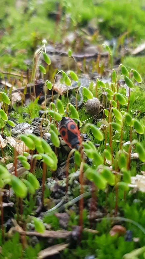 Firebug in Green Grass Macro Shot Stock Footage 296076013