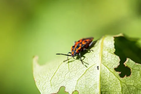 Firebug on green leaf with holes macro natural bokeh Stock Photos