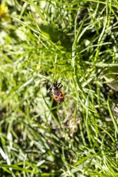 Firebug is hiding in Grass Stock Photos