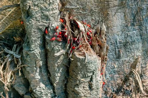 Firebug insect Stock Photos