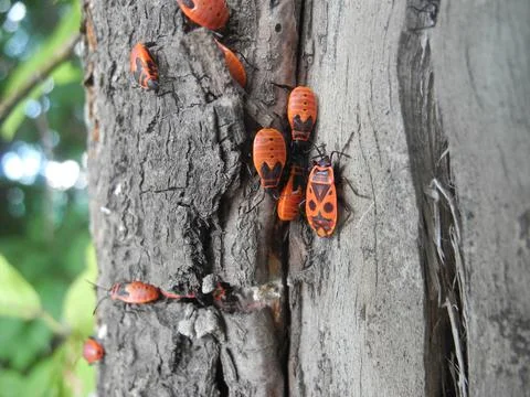 Firebug insects Pyrrhocoris apterus Stock Photos