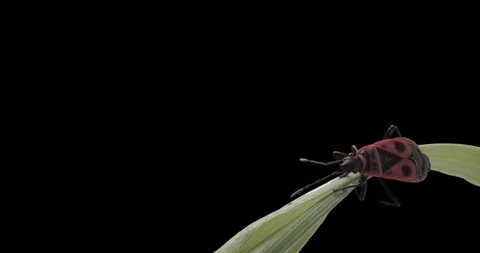 Firebug keying Vidéo 130061397