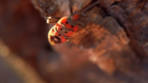 Firebug living inside an oak bark close up Stock Footage 125578834