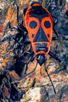 Firebug macro Stock Photos