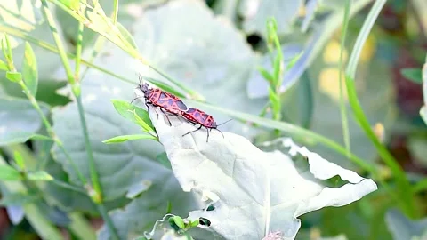 Firebug mating, Pyrrhocoris apterus, a common insect of the family Stock Footage 347030140