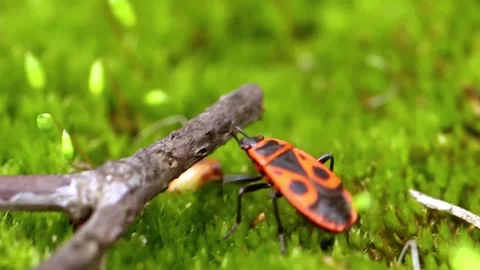 Firebug on Moss with Forest Floor. Stock Footage 307264779