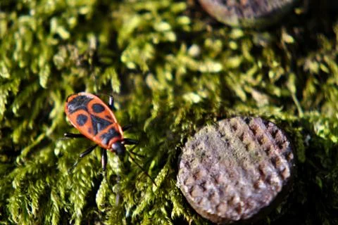 Firebug on moss Stock Photos
