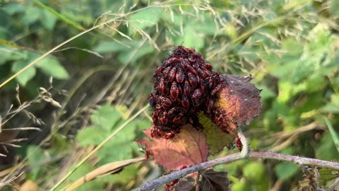 Firebug nymphs Stock Footage 346284703