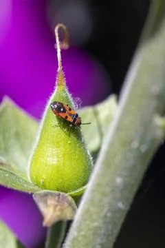 Firebug perching on a green flower seed pod Stock Photos
