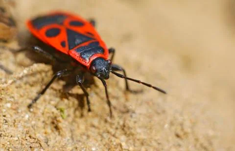 Firebug Stock Photos